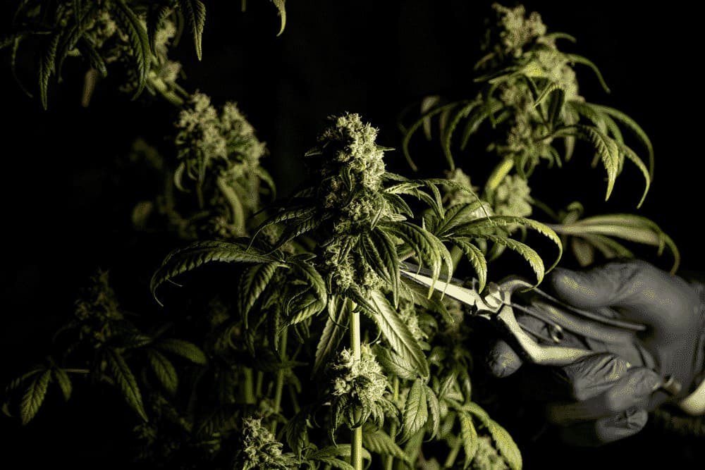 crystalweed cannabis de cbd legal