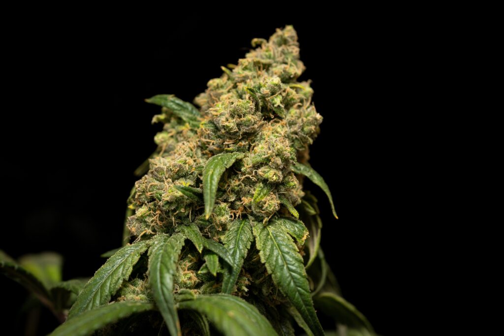 crystalweed plante cannabis legal