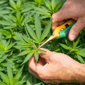 enterprise cbd cannabis legal