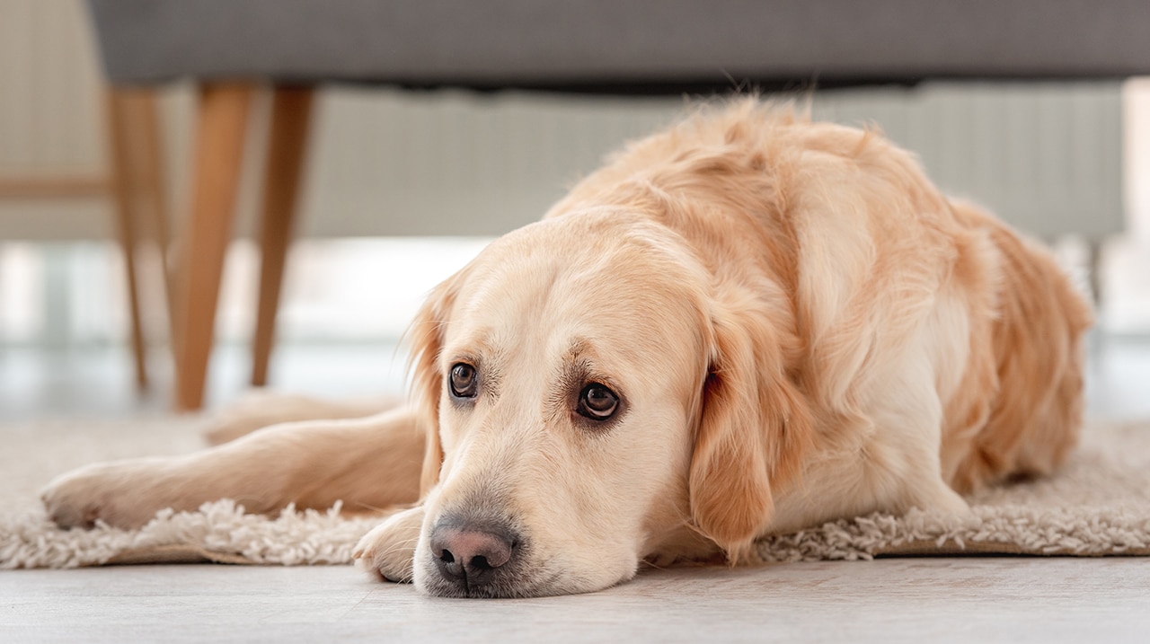 La crise de panique chez le chien