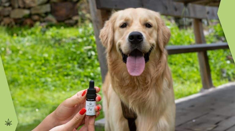 Les analgésiques naturels pour chiens