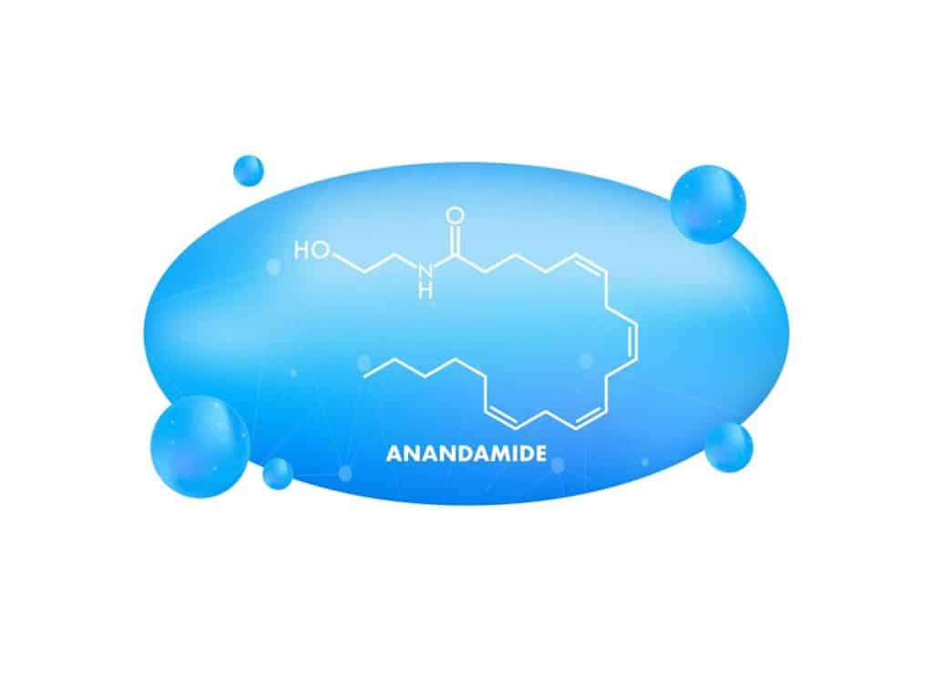 Recherche récente sur l'anandamide