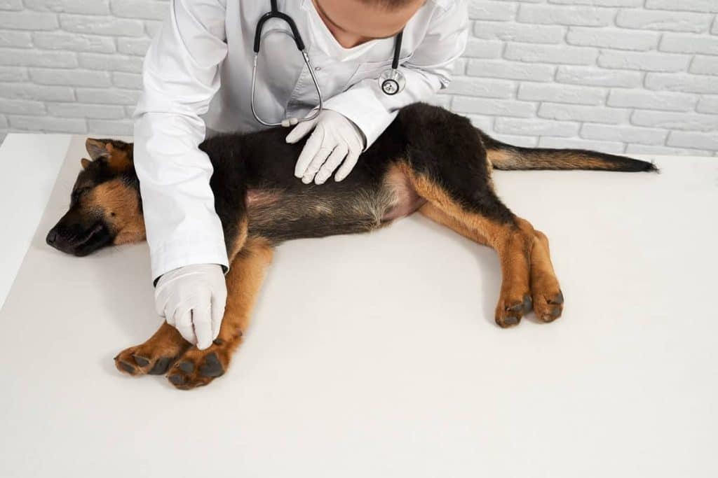 gestion de l'arthrose canine