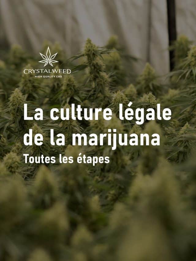 La culture légale de la marijuana